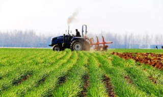 如何种植绿肥和利用绿肥（如何种植绿肥和利用绿肥的方法）