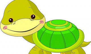 巴西龟怎么分公母 巴西龟怎么看年龄