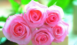 玫瑰的花语 粉玫瑰的花语