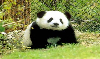 关于熊猫的资料（关于熊猫的资料全部）