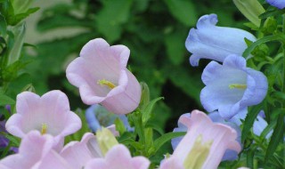 风铃草有没有花和果实 风铃草有没有花和果实和种子