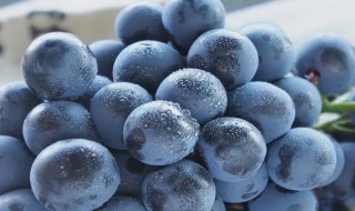 蓝莓葡萄是什么品种 葡萄有哪几种品种