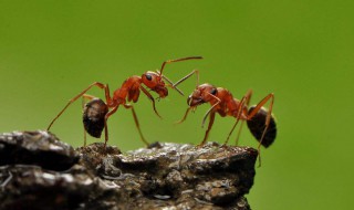 如何消灭蚂蚁 如何消灭蚂蚁小妙招