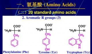 氨基酸的种类 氨基酸的种类数目排列顺序不同