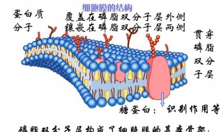 细胞膜的结构 细胞膜的结构和功能教学设计