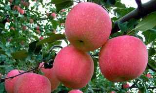 中国从什么时候开始种植苹果 中国什么时候有苹果树