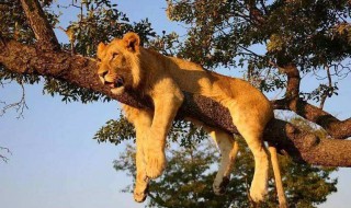 狮子会爬树吗（老虎会爬树吗）