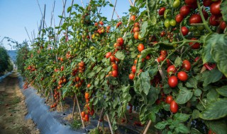 西红柿栽培方法 西红柿栽培方法图片