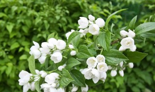 茉莉花酒的做法步骤（茉莉花酒的做法步骤图片）