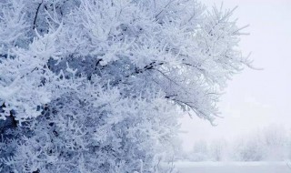 雪中何以赠君别惟有青青松树枝的意思 雪中何以赠君别惟有青青松树枝解释