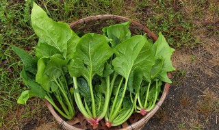 菠菜丸子的做法 油炸菠菜丸子的做法