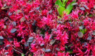 红花檵木的养殖方法 红花檵木观赏价值和作用