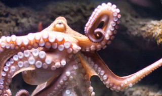 章鱼寿命多长时间 章鱼寿命多长时间能长大