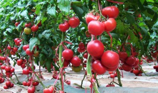 番茄种植方法及技术（番茄种植方法及技术视频）