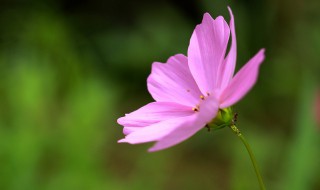 格桑花是什么（格桑花是什么季节开花）