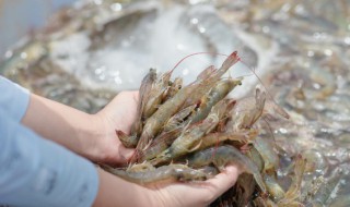 新鲜小河虾怎么做好吃 新鲜小河虾怎么做好吃法