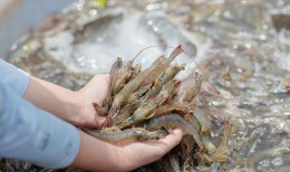 磷虾怎么吃 深海磷虾怎么吃