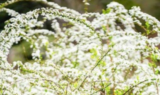 雪柳怎么养 雪柳怎么养在花瓶里