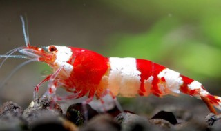 水晶虾怎么养 水晶虾繁殖技巧和秘诀