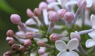 丁香花种子怎么种植（丁香花种子种植方法和注意事项）