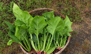 菠菜种子怎么种 菠菜种子怎么种植方法