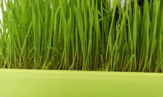 水培猫草怎么种 水培猫草怎么种植方法