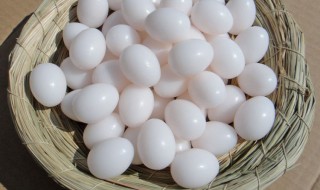 鸽子蛋的功效与作用 鸽子蛋的功效与作用及营养