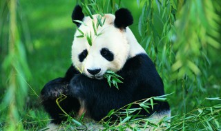 大熊猫英语怎么读 大熊猫英语怎么读 单词