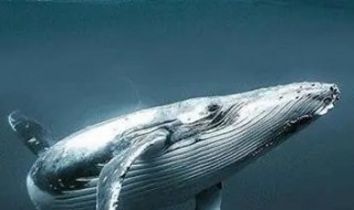 鲸鱼的祖先（鲸鱼的祖先是什么动物）