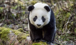 大熊猫生活环境特点（大熊猫生活环境特点50字）