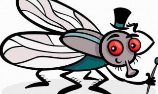 家里为什么有很多蚤蝇 蚤蝇会对人体有害吗