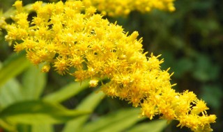 一枝黄花的功效与作用 一枝黄花喷雾剂的功效与作用