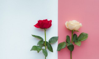 白玫瑰和红玫瑰的寓意是什么（白玫瑰花的花语是什么）