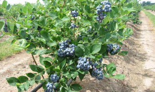 盆栽蓝莓的种植和养护方法（盆栽蓝莓的种植和养护方法有哪些）