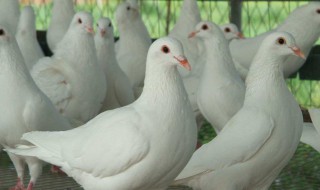 鸽子的养殖方法 鸽子的养殖方法与喂养