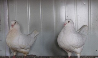 鸽子养殖方法 养鸽技术及鸽子养殖方法