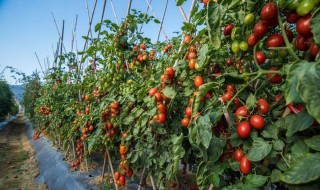 番茄种植方法 番茄种植方法和管理方法