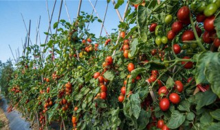 小番茄种植方法 小番茄种植方法和时间