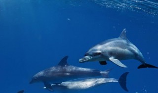 海豚的繁殖方式 海豚的繁殖方式和山羊一样吗