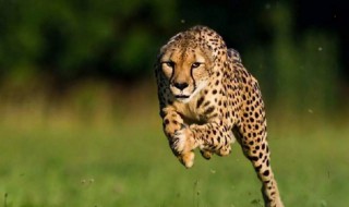 豹子的速度是多少 豹子的速度是多少千米每秒
