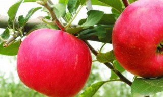 苹果树种植方法（苹果树种植方法及过程）