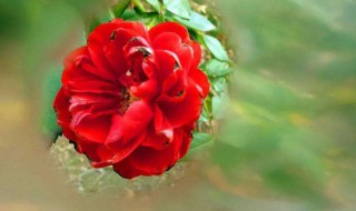 种植玫瑰花的方法 种植玫瑰花的方法和技巧