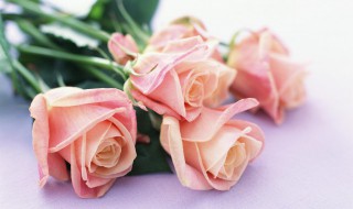 粉色玫瑰的花语 粉色玫瑰的花语是什么意思 寓意