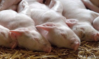 养猪业的经营模式是怎样的 养猪企业经营模式