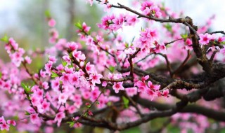 桃花防冻的最佳方法 桃花怕冻吗