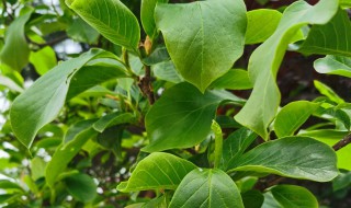 嫁接玉兰花树的种植方法（如何嫁接玉兰花）