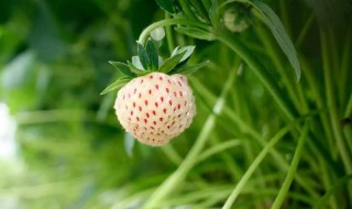 白色的草莓种子种植方法全过程 白色的草莓种子种植方法全过程图