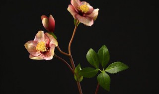 兔葵花的养殖方法（兔葵花图片）