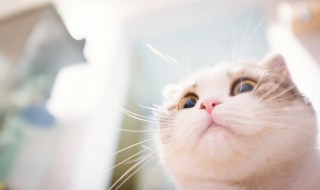在家做猫的食物该怎么做（在家做猫的食物该怎么做才好吃）