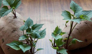 家里红薯发芽了怎么办（放在家里的红薯发芽了还能吃吗）